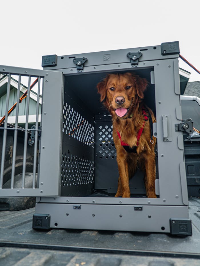 brand-02 Golden Retriever in a sturdy dog crate on a truck bed for safe travel.