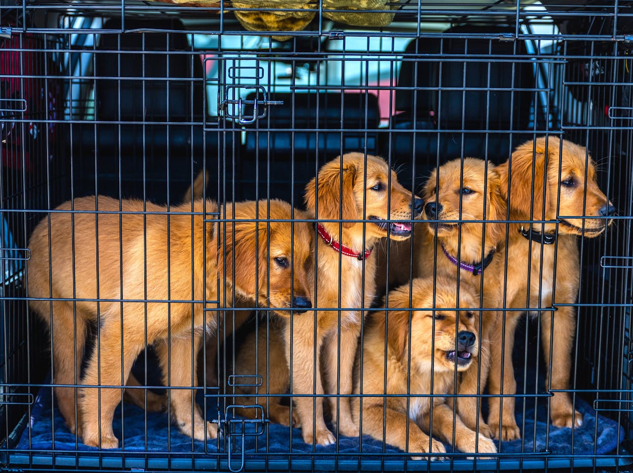 Adorable Golden Retriever puppies in a car carrier, ready for travel.