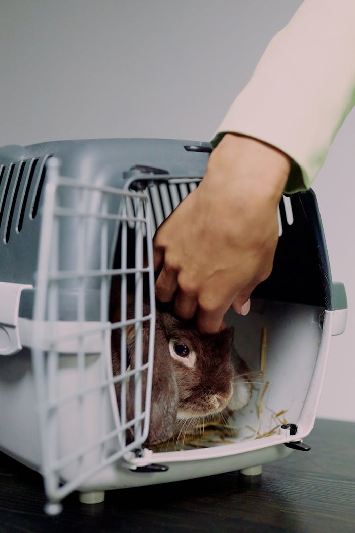 A brown rabbit being gently petted in a pet carrier, studio setting.